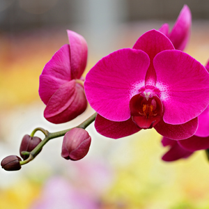 Preguntas y respuestas sobre la orquídea Phalaenopsis, parte 2 de 2