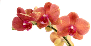 Preparando su orquídea para exhibirla (Parte 1)