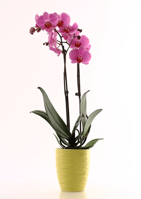 ¿Qué es mejor para plantar orquídeas en macetas?