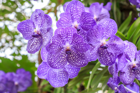 Significados de las flores de orquídeas de todo el mundo.