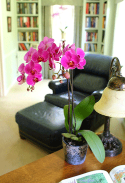 ¿Su gran planta de orquídeas necesita más agua?