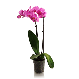 ¿Cómo afecta el calor a mi orquídea Phalaenopsis? Parte 2 de 2
