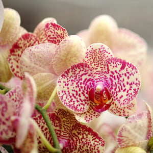 Todo sobre las flores de las orquídeas Phalaenopsis.