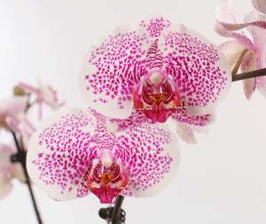 Una breve historia de la hibridación de orquídeas