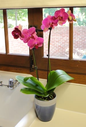 Una guía rápida sobre cómo fertilizar para mantener la salud de tu orquídea