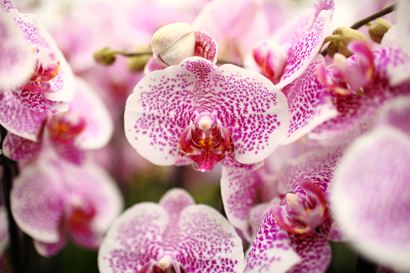 Una visita a la colección de orquídeas del Jardín Botánico de EE. UU.