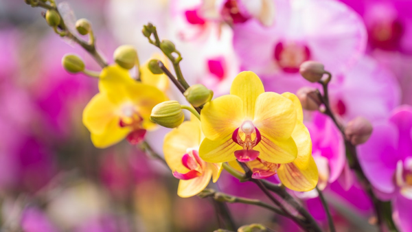 Consejos para el cuidado de las orquídeas en verano