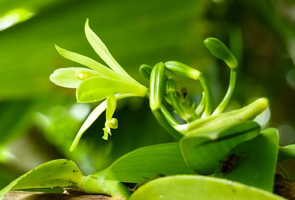 Orquídeas vainilla, delicadas y deliciosas