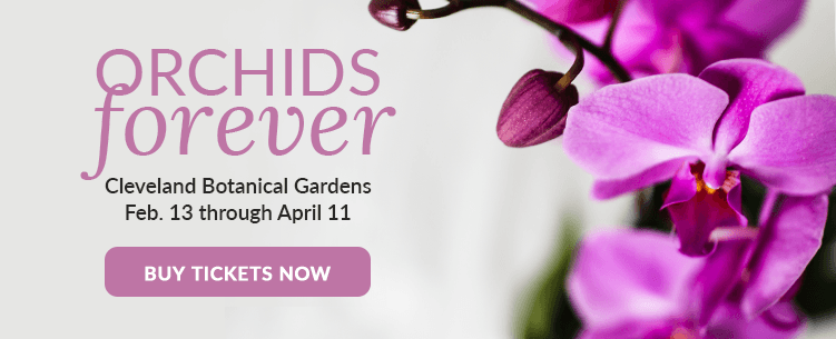 Visítenos en Orchids Forever en el Jardín Botánico de Cleveland