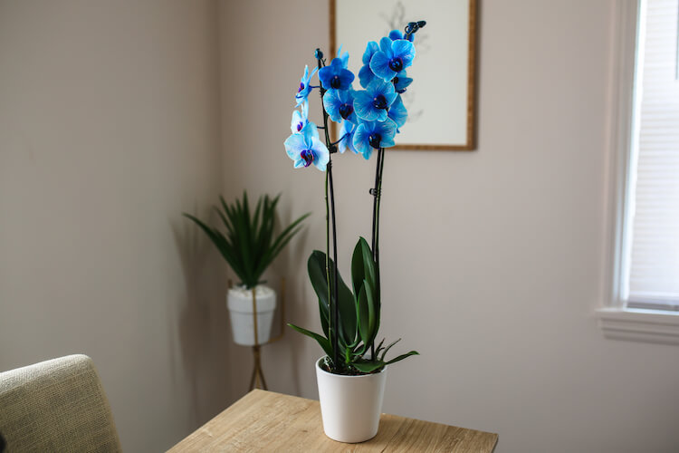 ¿Cómo obtienen su color las orquídeas teñidas?