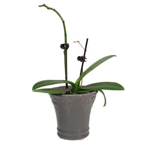 Razones comunes por las que su orquídea Phalaenopsis no florece