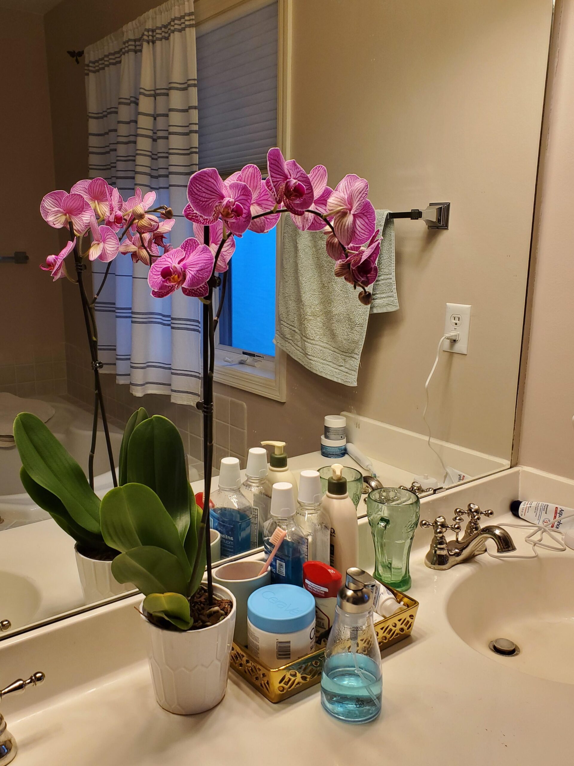 A las orquídeas les gusta la luz solar indirecta