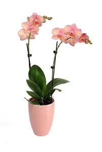 Regalo de orquídea muestra agradecimiento de profesionales administrativos