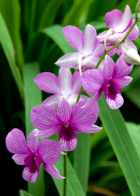 Más orquídeas nativas de América del Norte