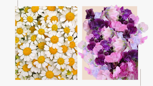 Margarita y guisante de olor: flores de nacimiento de abril