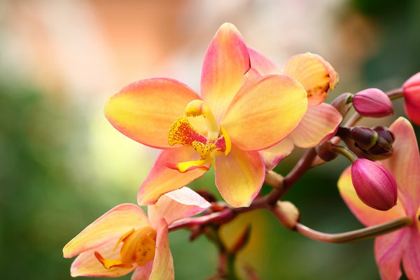 Cómo cuidar las plantas de orquídeas en otoño