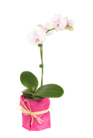 Simplemente agregue orquídeas de hielo y conviértalo en un elegante regalo de cumpleaños.