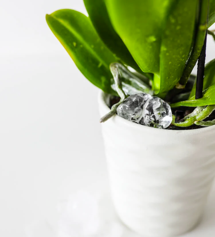 Regar orquídeas con cubitos de hielo: Sí, es seguro