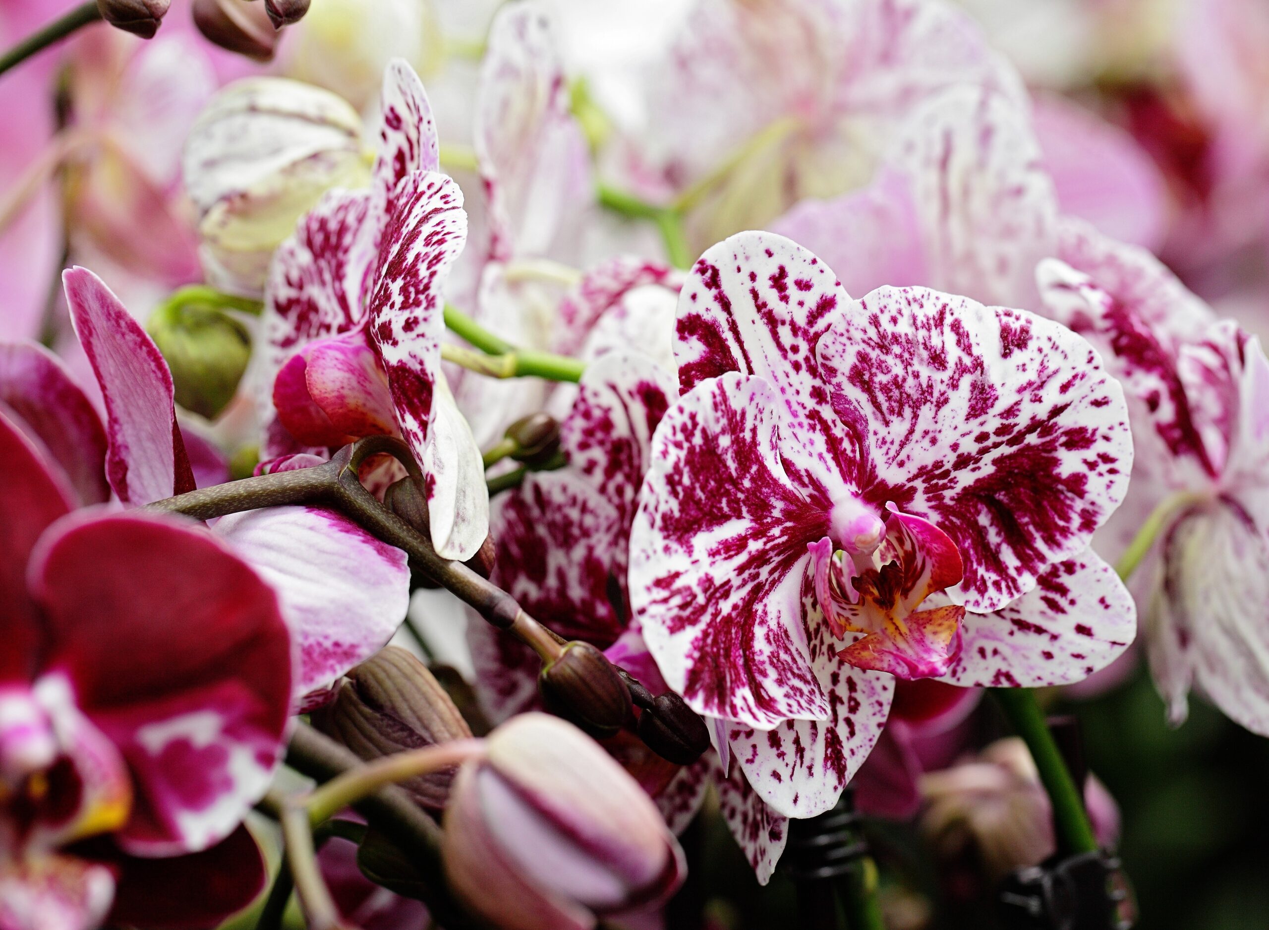 ¿Qué hace que las orquídeas Phalaenopsis sean tan populares?