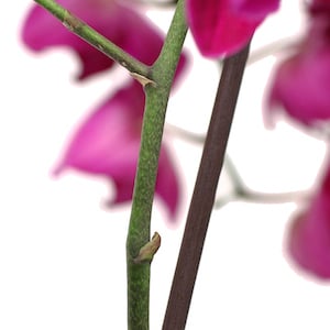 ¿Cómo cuido los keikis de orquídeas?