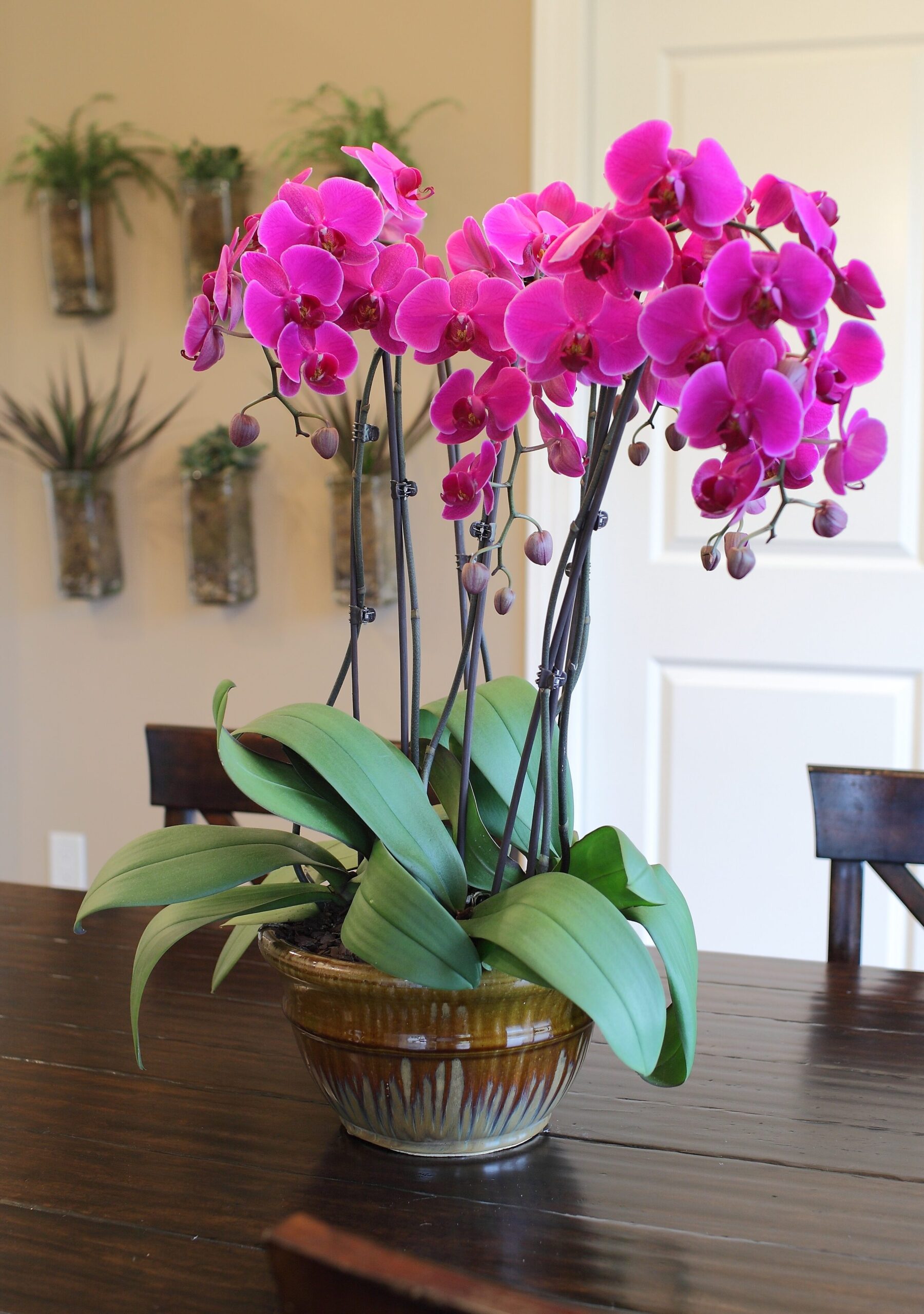Cinco imágenes de orquídeas que inspirarán tu look este otoño