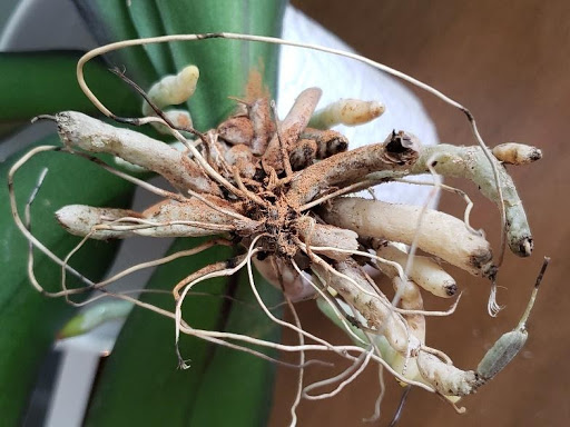 3 remedios caseros que dañan las raíces de las orquídeas