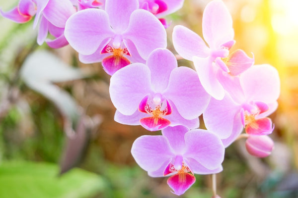 Los híbridos de orquídeas Phalaenopsis más bellos.