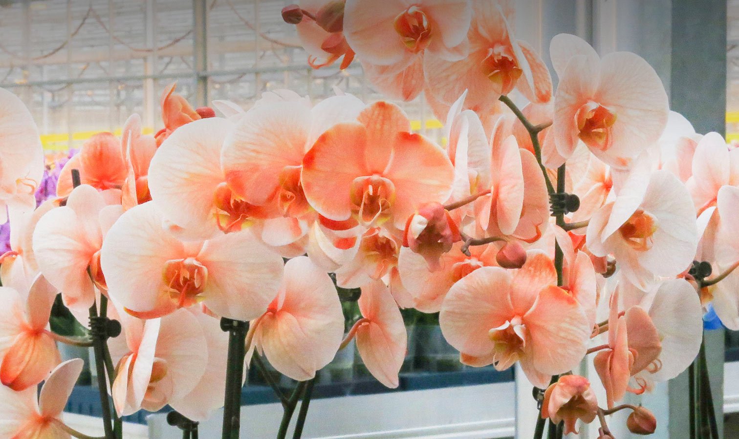Celebra el Carnaval con orquídeas de acuarela