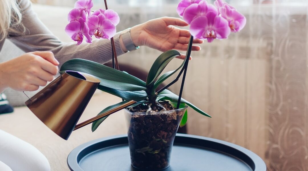 ¿Cómo riego mi orquídea?
