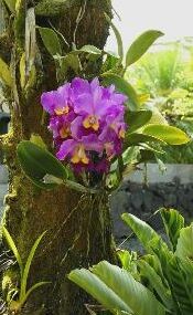 Cultivo de orquídeas al aire libre
