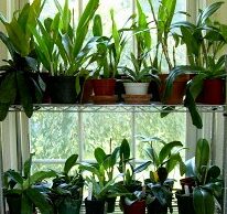 Cultivo de orquídeas en el interior