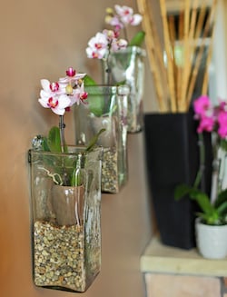Las orquídeas pueden crear un diseño interior impresionante