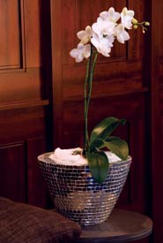 Chef utiliza Just Add Ice Orchids para crear glamour de bajo mantenimiento en su hogar