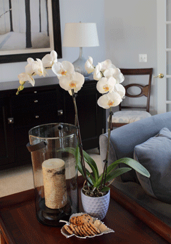 Consejos para decorar tu salón con orquídeas Phalaenopsis