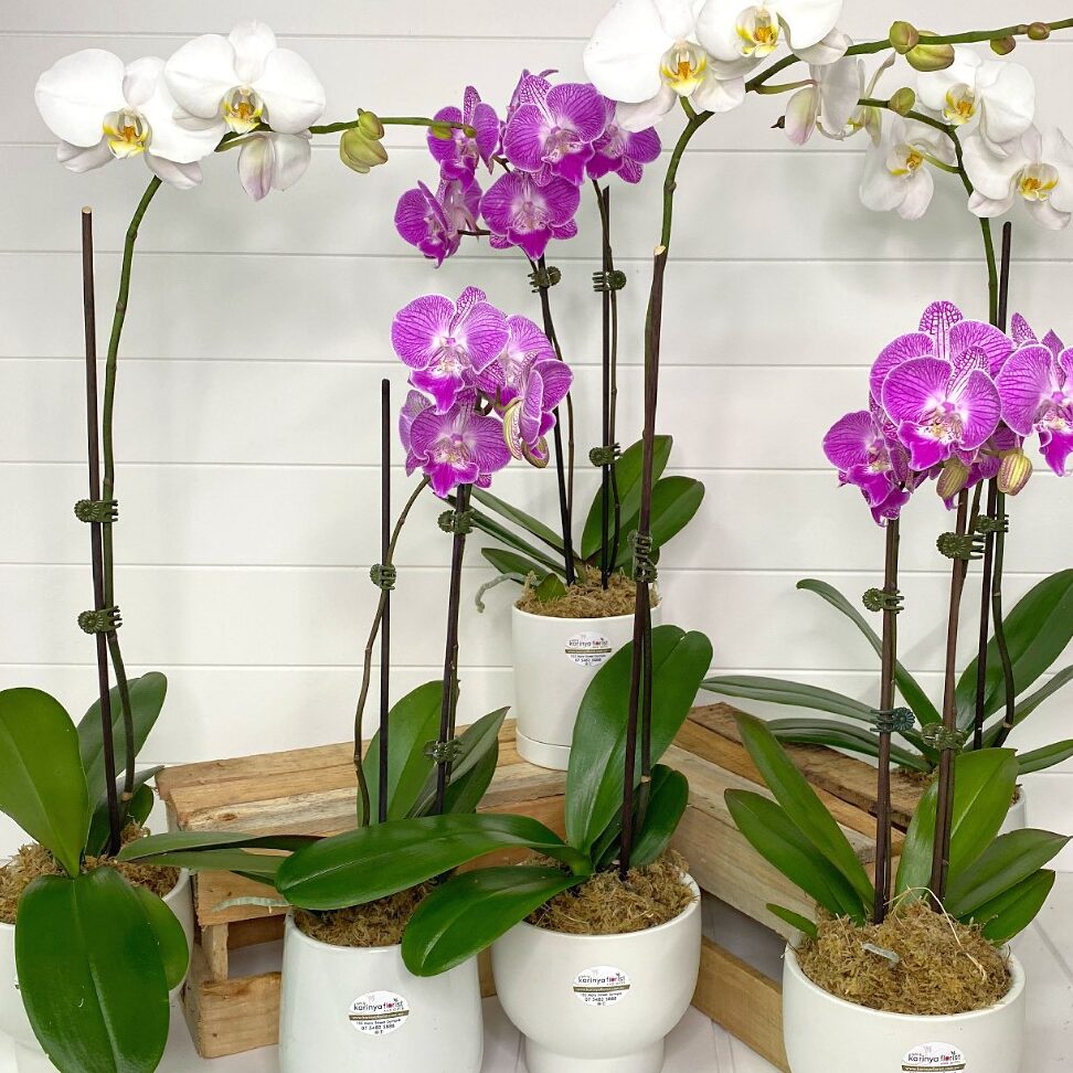 Dónde encontrar fotos de orquídeas Phalaenopsis con información.