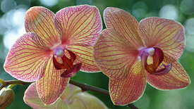 Cómo cuidar las orquídeas con solo agregar hielo en ambientes secos