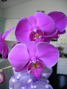 ¿Por qué las orquídeas de Pascua son moradas y blancas?