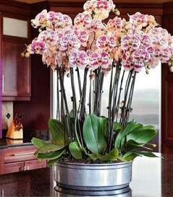 Cuidado de las orquídeas 101