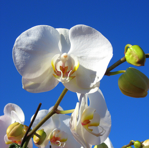 Easy Care atrae a los cultivadores novatos a simplemente agregar orquídeas de hielo
