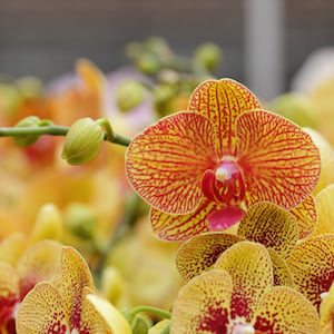 Por qué el otoño es la mejor estación para provocar la nueva floración de las orquídeas