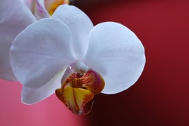 Simplemente agregue orquídeas de hielo para darle color otoñal a su hogar.