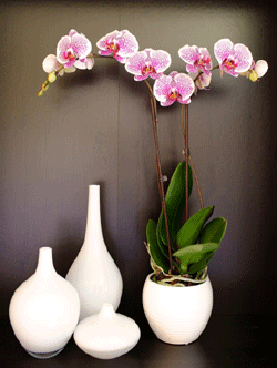 https://www.justaddiceorchids.com/just-add-ice-orchid-blog/bid/98091/lights-camera-orchids