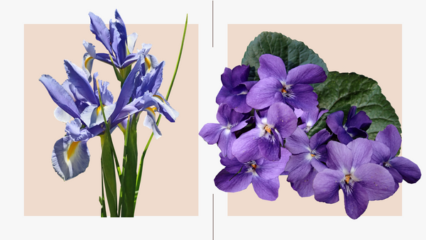Iris y violetas: flores de cumpleaños en febrero