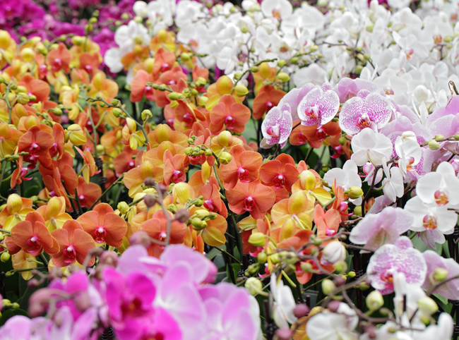 6 cosas maravillosas de estar cerca de las flores