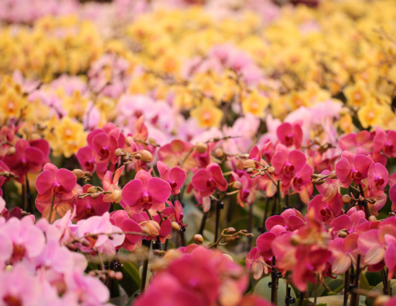 Visítenos en Orchids Forever en el Jardín Botánico de Cleveland