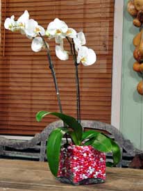 Un dulce ramo de orquídeas para tu amada