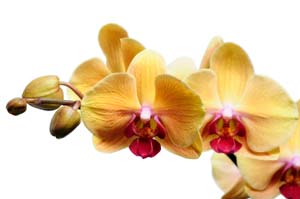 Las orquídeas son flores inspiradoras, especialmente cuando están en plena floración.