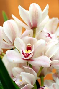 Las orquídeas resuelven el dilema de los regalos de Navidad para los procrastinadores