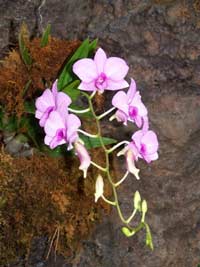 Las maravillas de las orquídeas