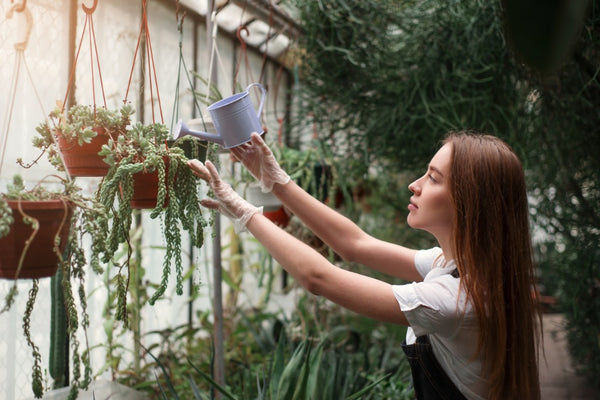 Cuidado de las plantas: una guía de supervivencia en verano para plantas de interior
